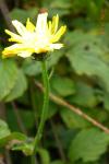Picris hieracioides