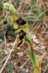 Ophrys aranifera