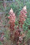 Orobanche rapum-genistae