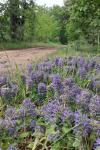 Ajuga genevensis