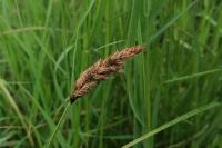 Carex appropinquata