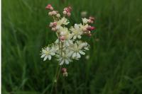 Filipendula vulgaris