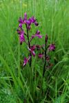 Anacamptis laxiflora