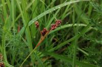 Luzula campestris