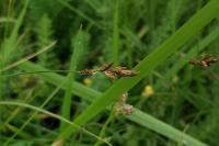 Carex praecox