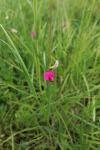 Lathyrus nissolia