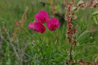 Lathyrus tuberosus