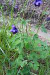 Aquilegia vulgaris