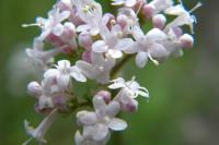 Valeriana officinalis