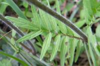 Valeriana officinalis