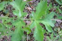 Heracleum sphondylium