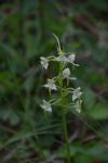 Platanthera chlorantha