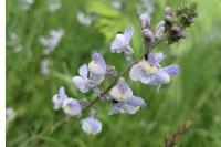Linaria repens