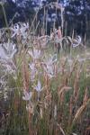 Silene nutans
