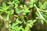 Cytisus scoparius