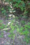 Poa trivialis