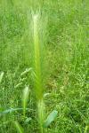 Hordeum murinum