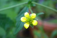 Geum urbanum