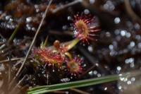 Drosera rotundifolia