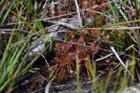 Drosera rotundifolia