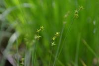 Carex echinata
