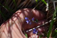 Polygala