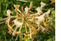 Lonicera periclymenum