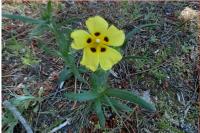 Tuberaria guttata