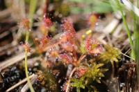Drosera intermedia