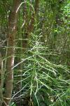 Equisetum arvense