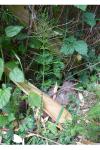 Equisetum arvense