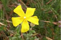 Cistus lasianthus