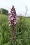 Stachys palustris