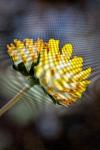 Anthyllis vulneraria