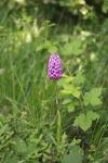 Anacamptis pyramidalis