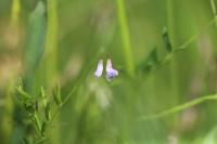 Ervum tetraspermum