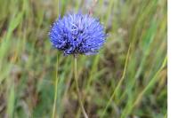 Jasione montana