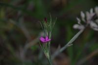 Dianthus armeria