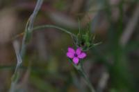 Dianthus armeria