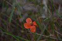 Papaver rhoeas