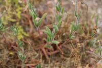 Tuberaria guttata