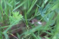 Dianthus armeria