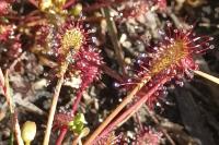 Drosera intermedia