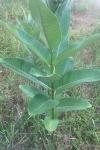Asclepias syriaca