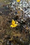 Utricularia neglecta