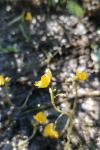 Utricularia neglecta