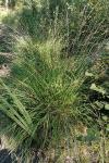 Molinia caerulea