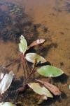 Potamogeton nodosus