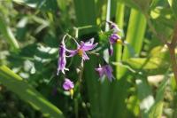 Solanum dulcamara