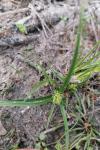 Carex viridula